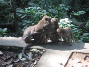 Monkey Forest