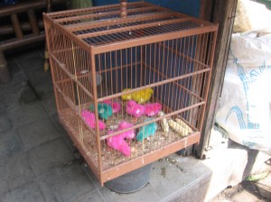 Fuer alle die auf Pink stehen?? Hier gibts ein Vogel!